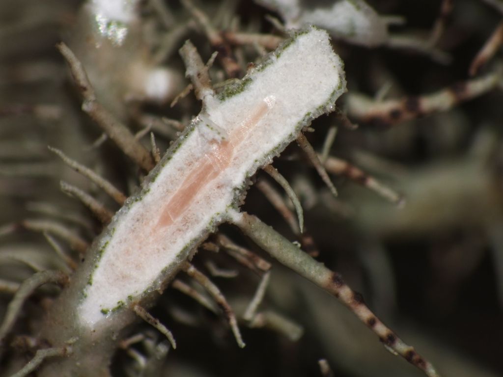 Usnea sp.