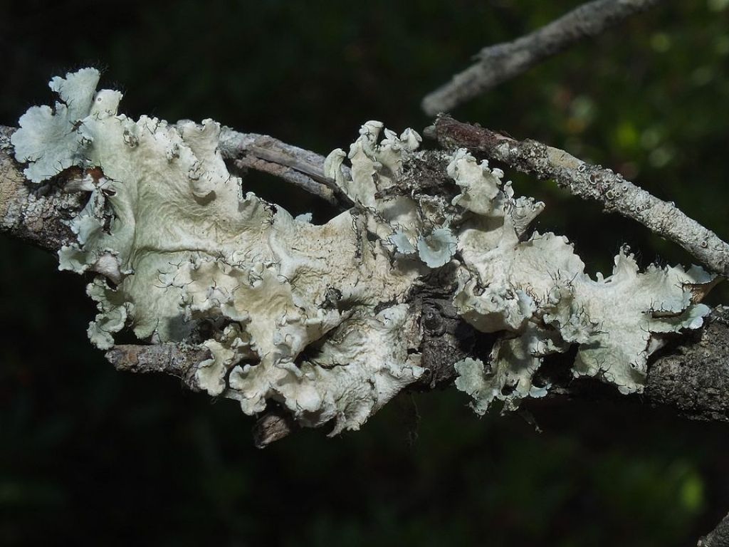 Parmotrema hypoleucinum