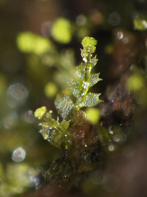 Calypogeia arguta Nees & Mont. ex Nees