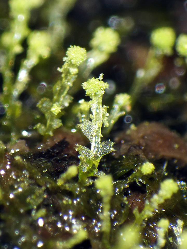 Calypogeia arguta Nees & Mont. ex Nees