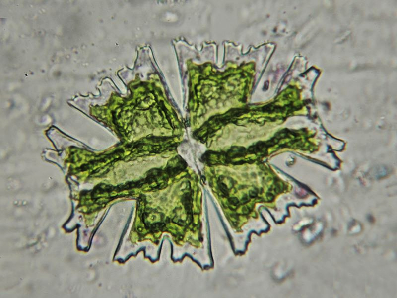 Micrasterias americana?