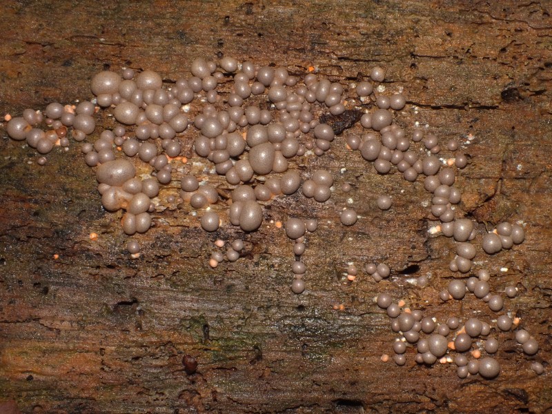 Identificazione Lycogala sp.