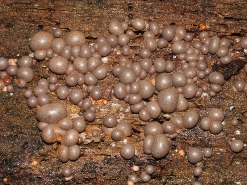 Identificazione Lycogala sp.