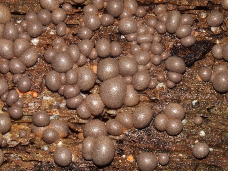 Identificazione Lycogala sp.