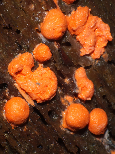 Identificazione Lycogala sp.