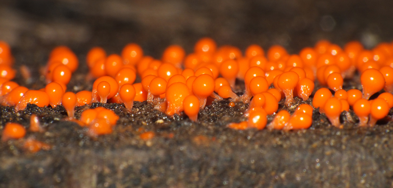 Trichia decipiens (Pers.) T. Macbr.