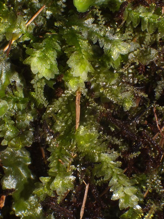 Calypogeia sphagnicola (Arnell & J. Perss.) Warnst. & Loeske