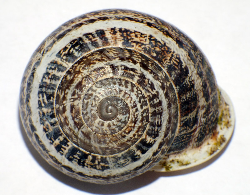 Eobania vermiculata?