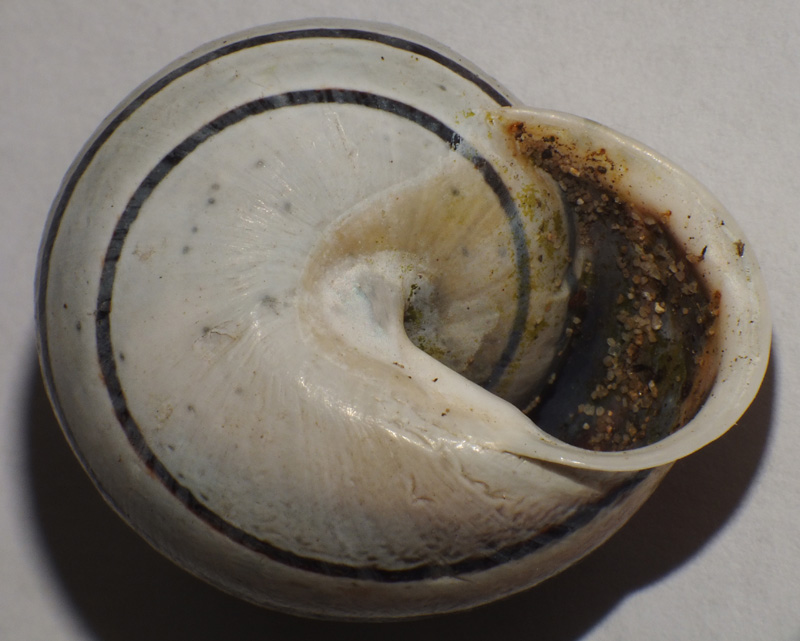 Eobania vermiculata?