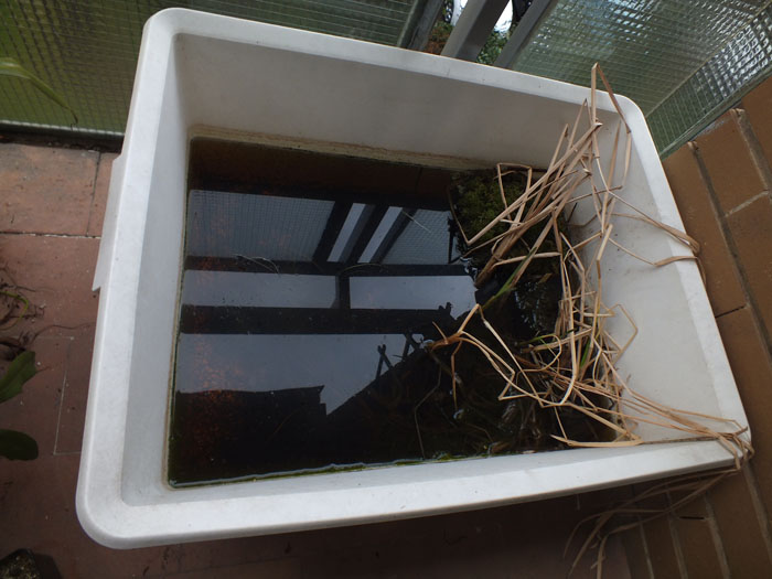 Micrasterias americana?