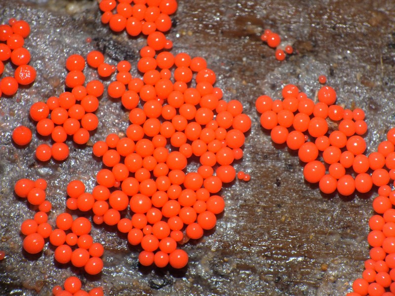 Trichia decipiens (Pers.) T. Macbr.