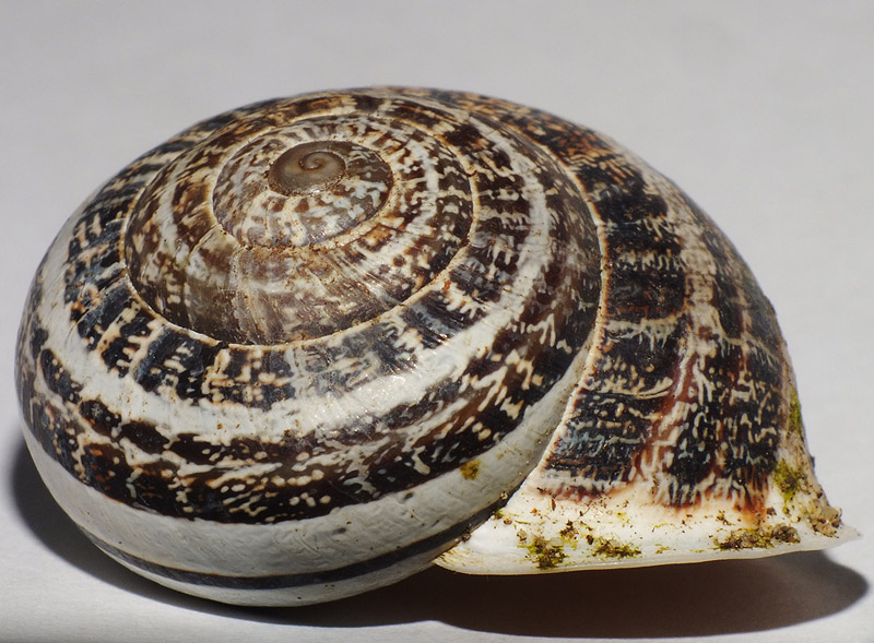 Eobania vermiculata?