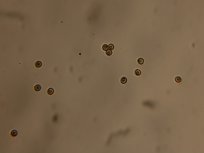 mixomicete da identificare