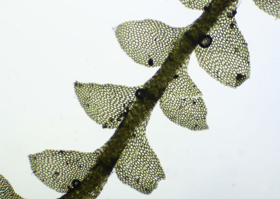 Calypogeia sphagnicola (Arnell & J. Perss.) Warnst. & Loeske