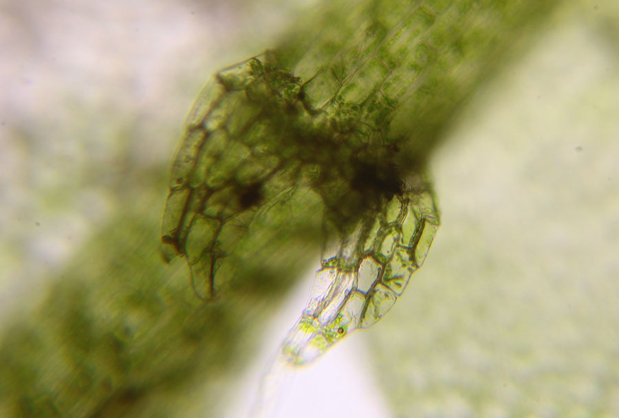 Calypogeia sphagnicola (Arnell & J. Perss.) Warnst. & Loeske