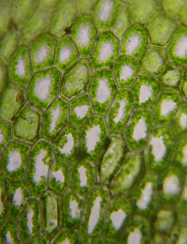 Calypogeia sphagnicola (Arnell & J. Perss.) Warnst. & Loeske