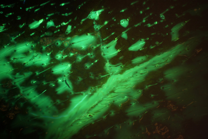 illuminazione Zeiss Photomic I