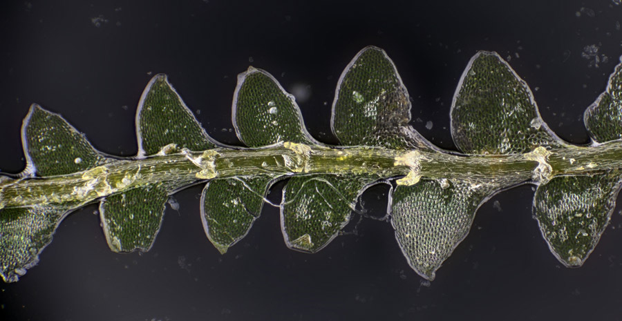 Calypogeia sphagnicola (Arnell & J. Perss.) Warnst. & Loeske