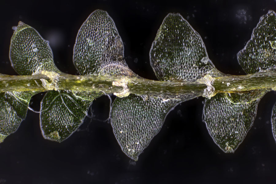 Calypogeia sphagnicola (Arnell & J. Perss.) Warnst. & Loeske