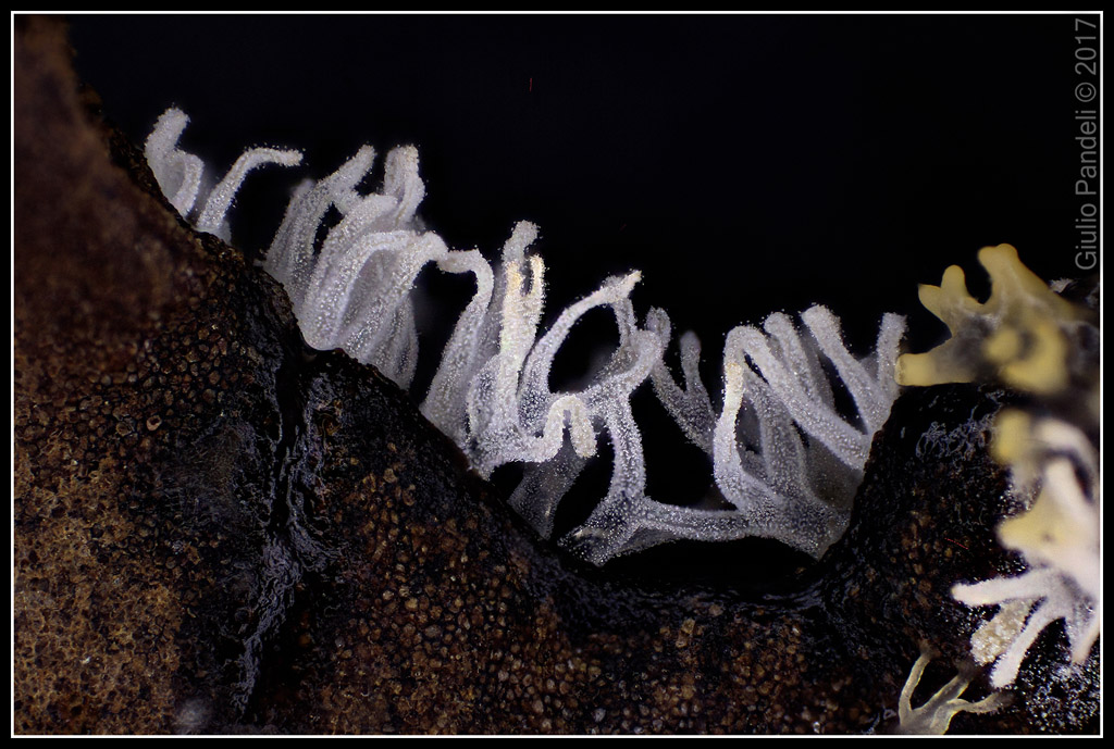 Ceratiomyxa