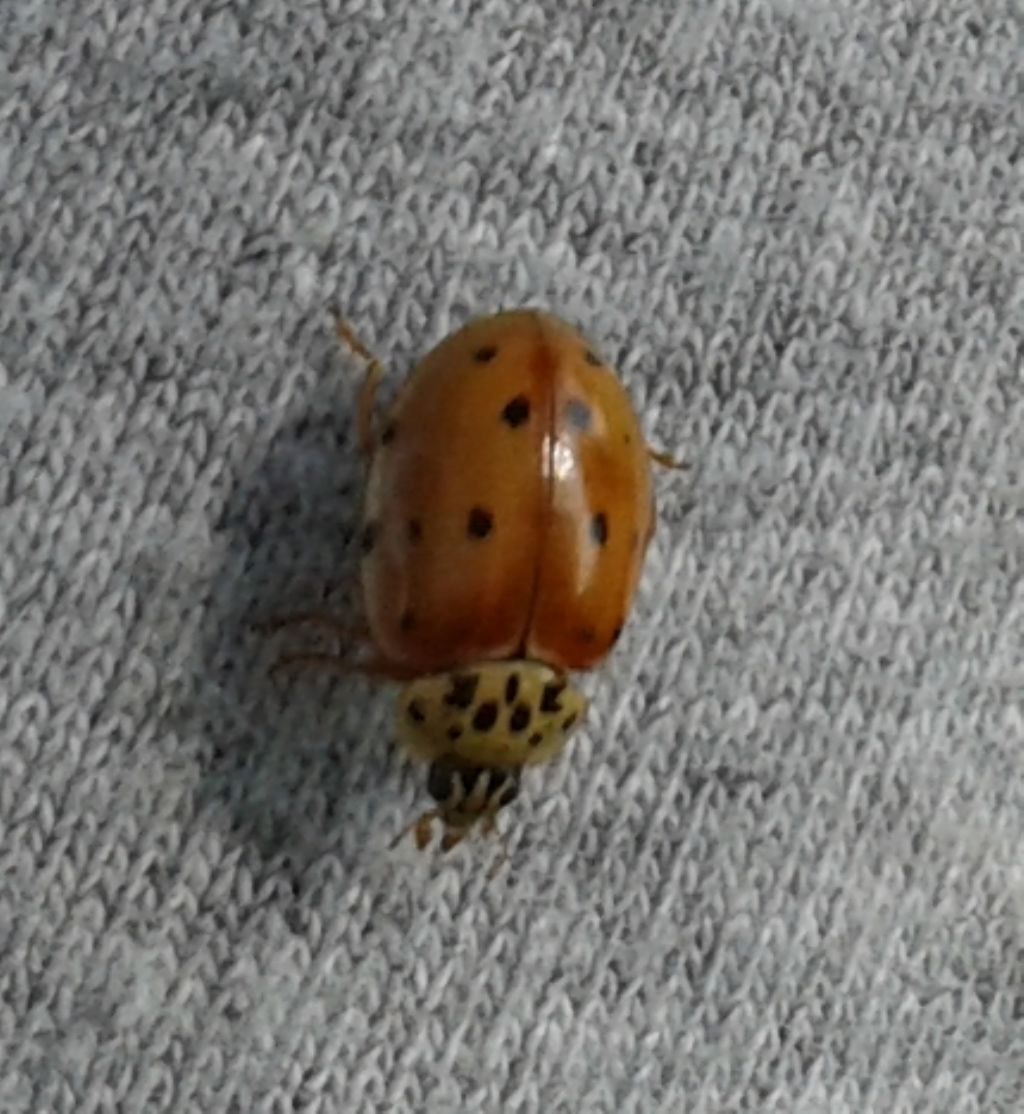 Harmonia axyridis