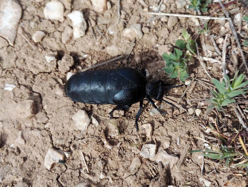 Meloidae: Meloe (Meloegonius) cicatricosus