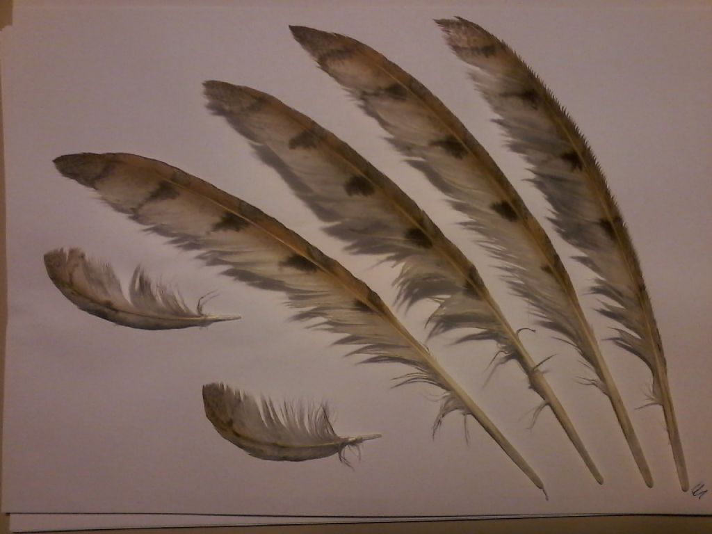 penne di rapace notturno
