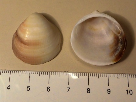 Glycimeris e principianti <img src=faccine/25.gif border=0 align=middle>