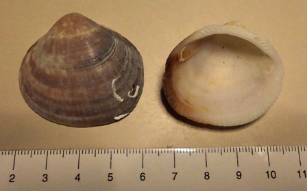 Glycimeris e principianti <img src=faccine/25.gif border=0 align=middle>