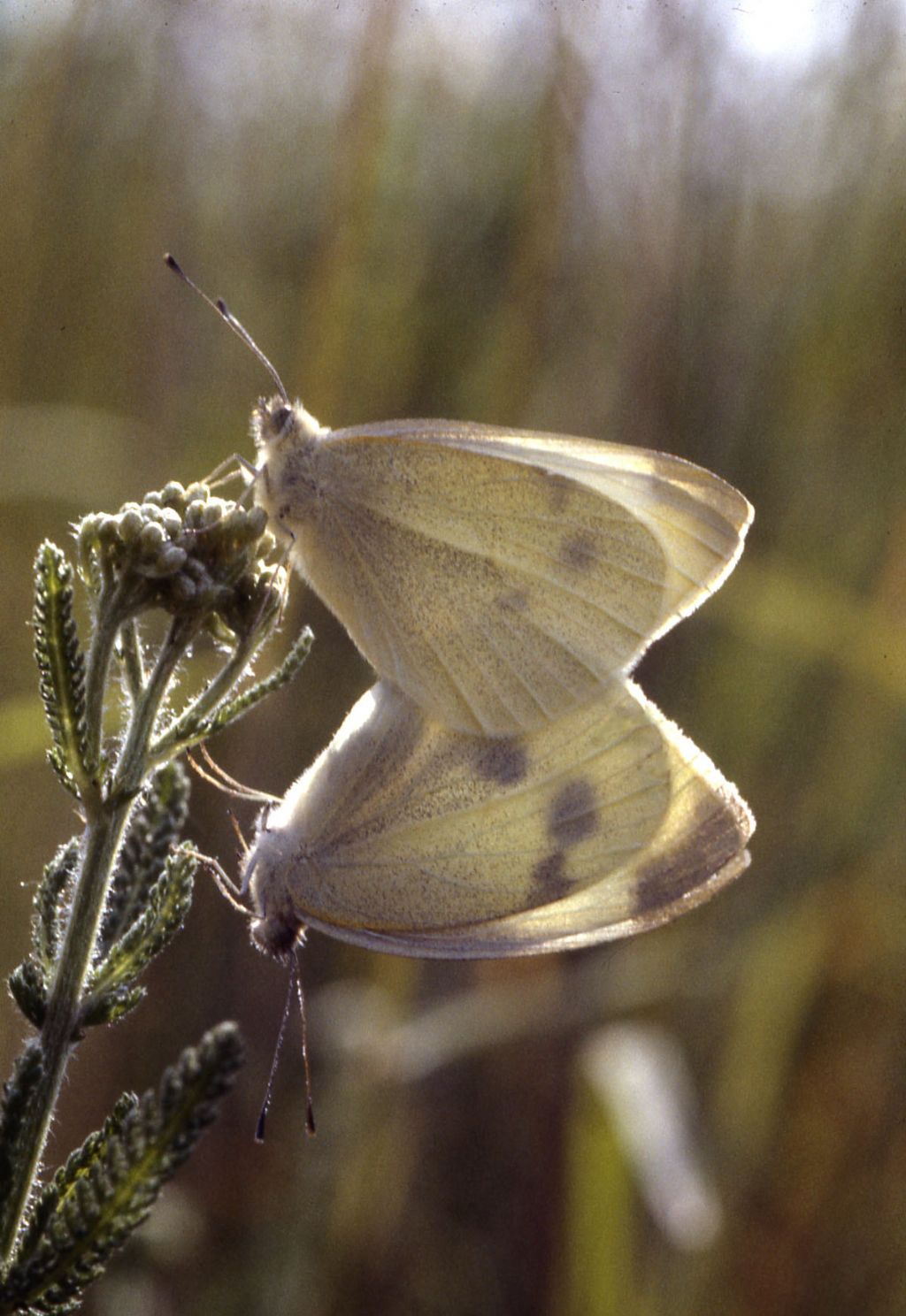 M e F  : foto di coppia