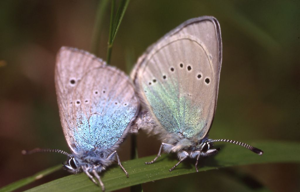 M e F  : foto di coppia