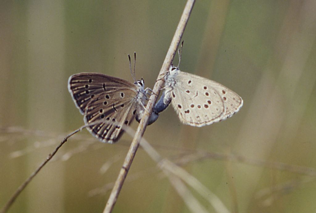 M e F  : foto di coppia