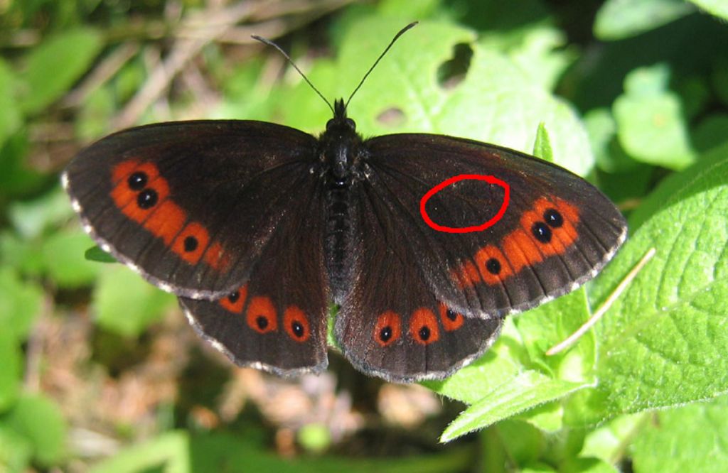 Erebia ligea - Nymphalidae Satyrinae......dal Trentino A/A