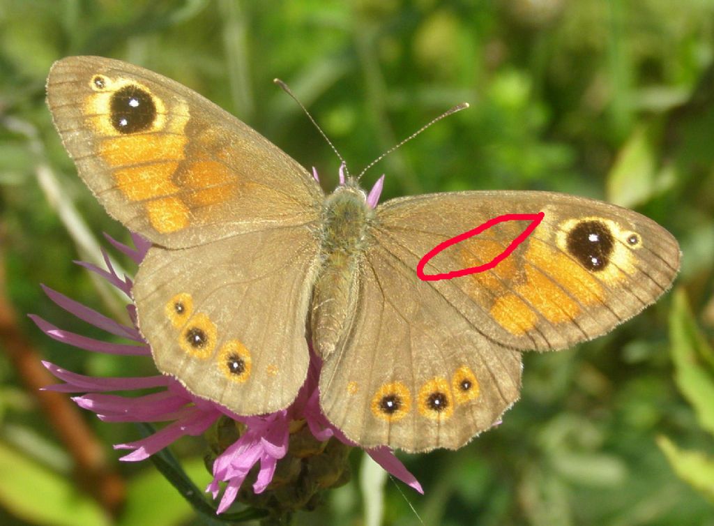 Farfalla da id - Lasiommata maera