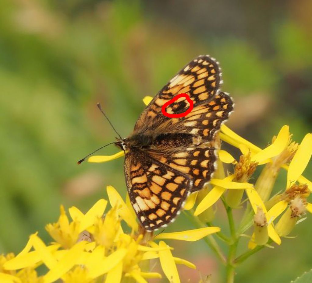 Melitaea celadussa