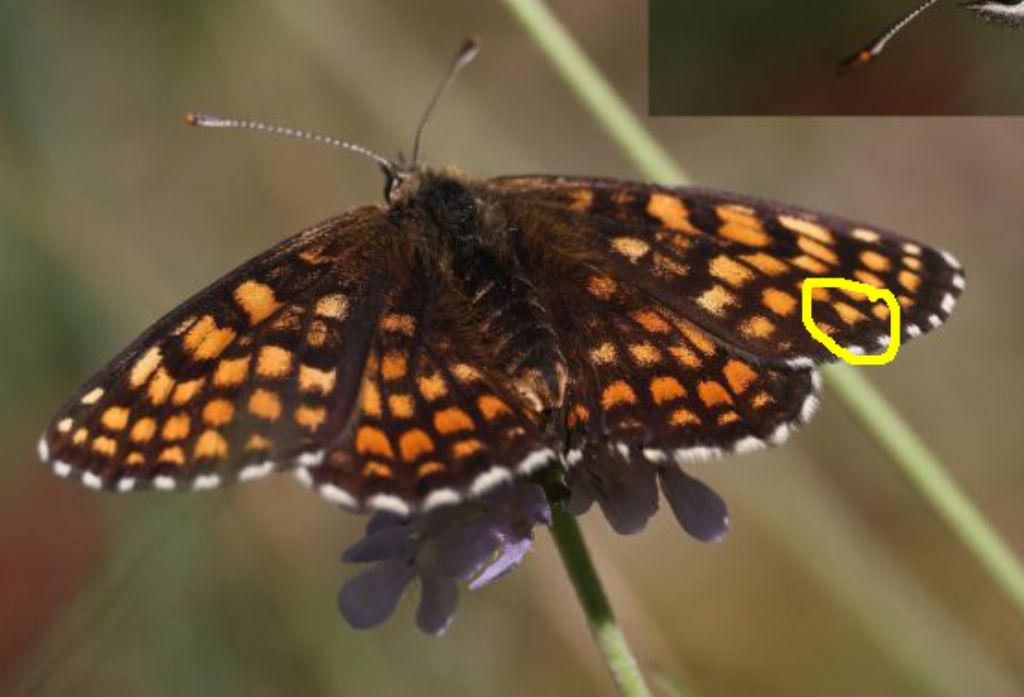Ancora su Melitaea athalia vs Melitaea aurelia
