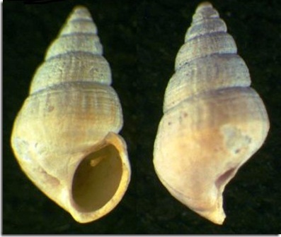 Due gasteropodi tortoniani