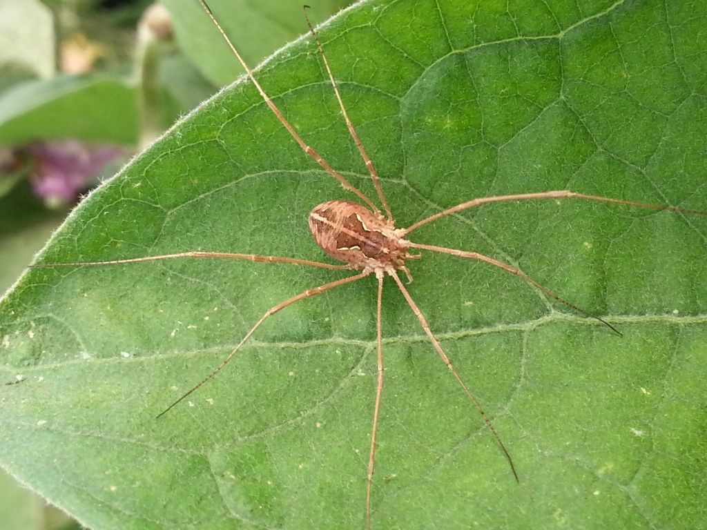 Metaphalangium