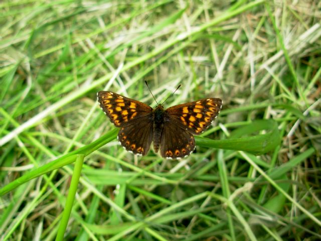 Licenide da ID - No, Hamearis lucina (Riodinidae )