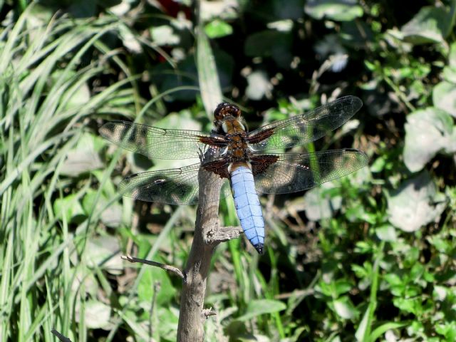 Prima Libellula da Id