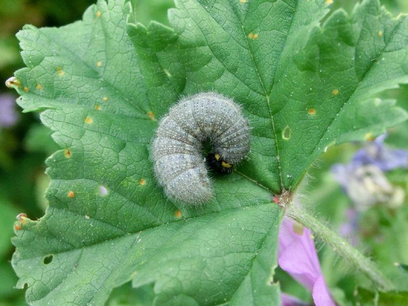 Bruchetto da id