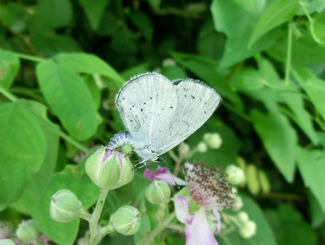 Celastrina argiolus... si ricomincia!