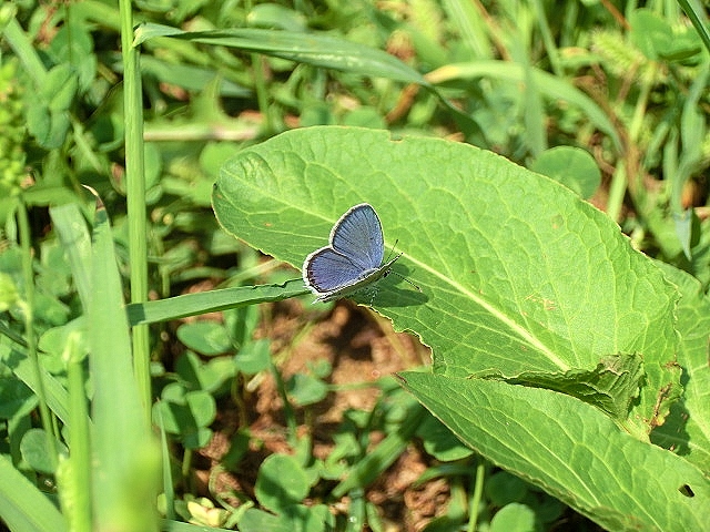Lycaenide ID