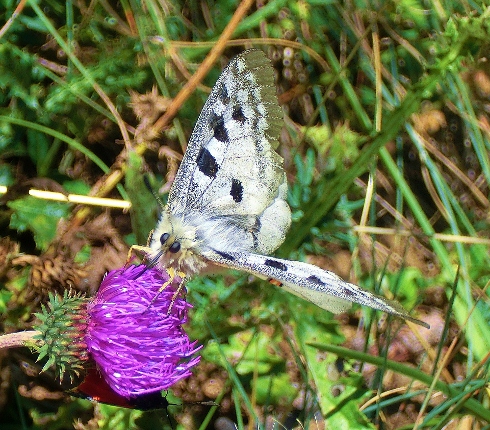 alle ricerca della parnassius apollo
