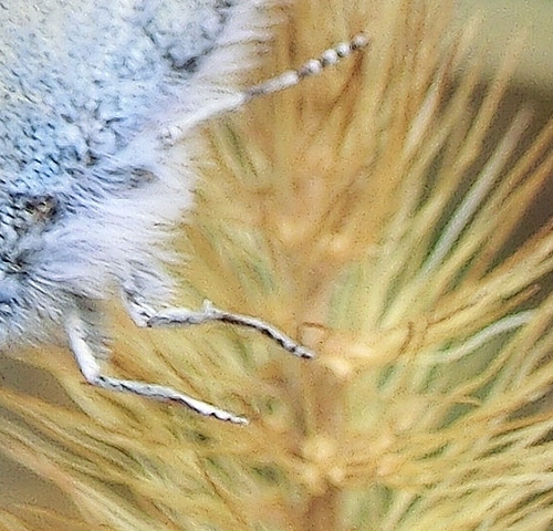 Farfalle della Domenica
