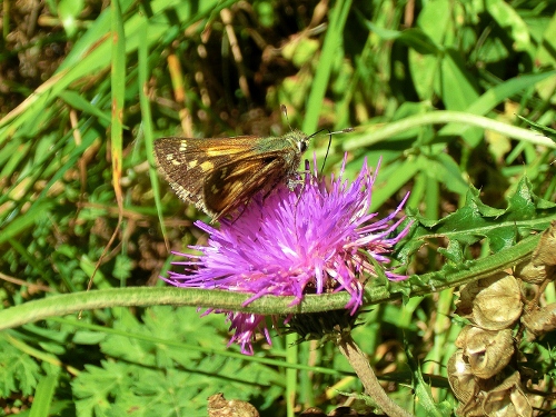 Farfalle Alpe Devero