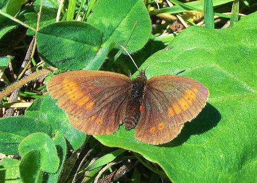 Farfalle Alpe Devero