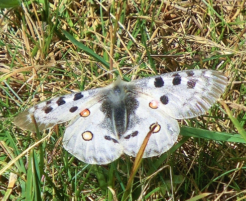 alle ricerca della parnassius apollo