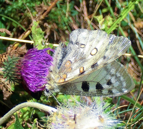 alle ricerca della parnassius apollo