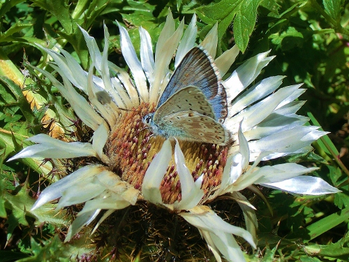 Farfalle Alpe Devero